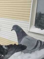 Columba livia domestica