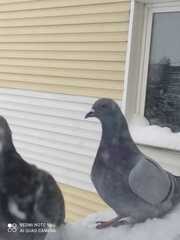 Columba livia domestica