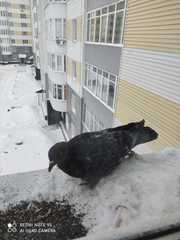 Columba livia domestica