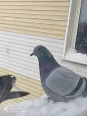Columba livia domestica