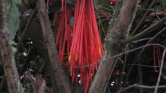 Aetanthus mutisii