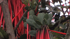 Aetanthus mutisii