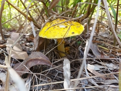 Amanita flavella
