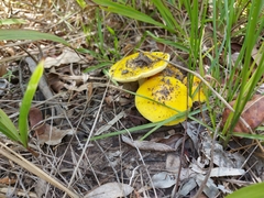 Amanita flavella