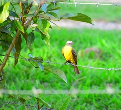 Myiozetetes granadensis