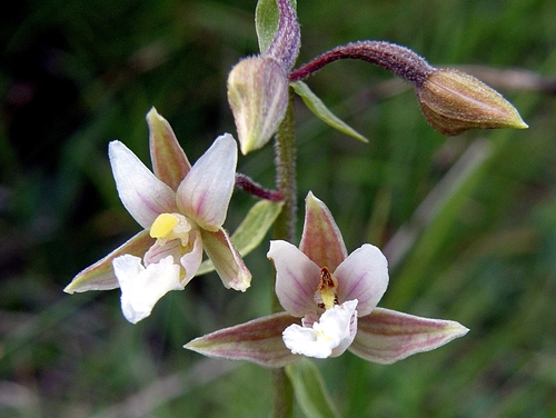 Marsh Helleborine