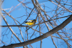 Coccothraustes vespertinus vespertinus