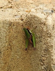 Methiolopsis geniculata