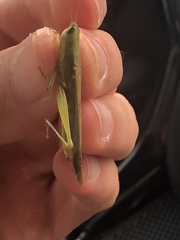 Stenacris vitreipennis