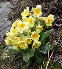 Primula strumosa