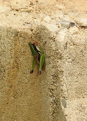 Methiolopsis geniculata