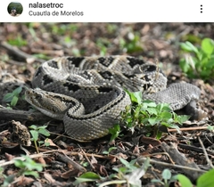 Crotalus culminatus