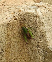 Methiolopsis geniculata