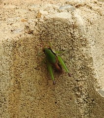 Methiolopsis geniculata