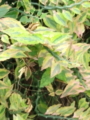 Euphorbia tithymaloides