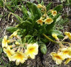 Primula strumosa
