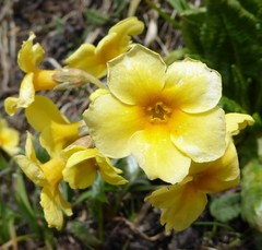 Primula strumosa