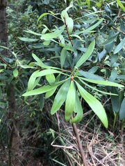 Persoonia arborea