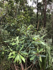 Persoonia arborea