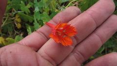 Tropaeolum smithii