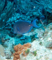Acanthurus coeruleus