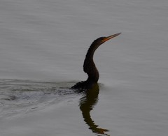 Anhinga anhinga