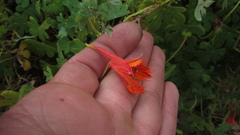 Tropaeolum smithii