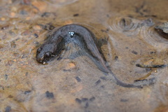 Desmognathus fuscus