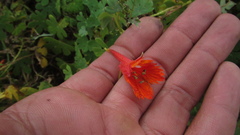Tropaeolum smithii