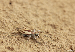 Cicindela limbata nympha