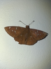 Dyscophellus porcius