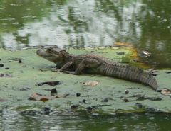 Caiman crocodilus