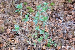 Lupinus cumulicola