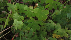 Tropaeolum smithii