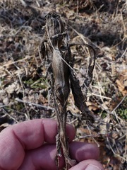 Verbesina alternifolia