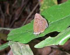 Arhopala aurelia