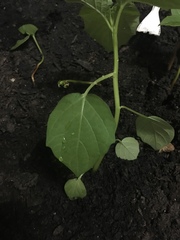 Mallotus paniculatus