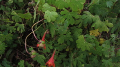 Tropaeolum smithii
