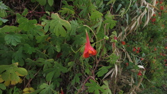 Tropaeolum smithii