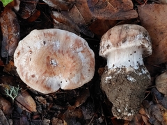 Cortinarius regalis
