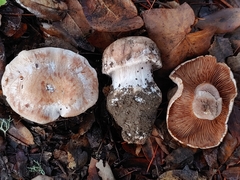 Cortinarius regalis