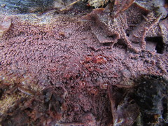 Phlebia livida