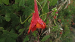 Tropaeolum smithii