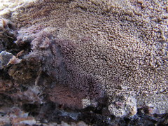 Phlebia livida