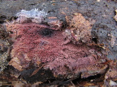 Phlebia livida