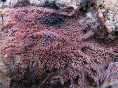Phlebia livida