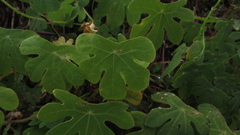 Tropaeolum smithii