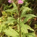 Tall Ironweed - Photo (c) dnydick, some rights reserved (CC BY-NC), uploaded by dnydick