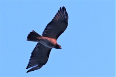 Buteo jamaicensis
