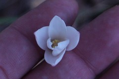 Zephyranthes chlorosolen